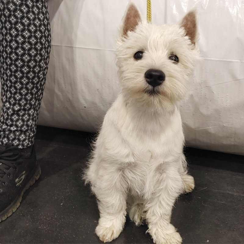westie-best-minor-puppy-fehova-2