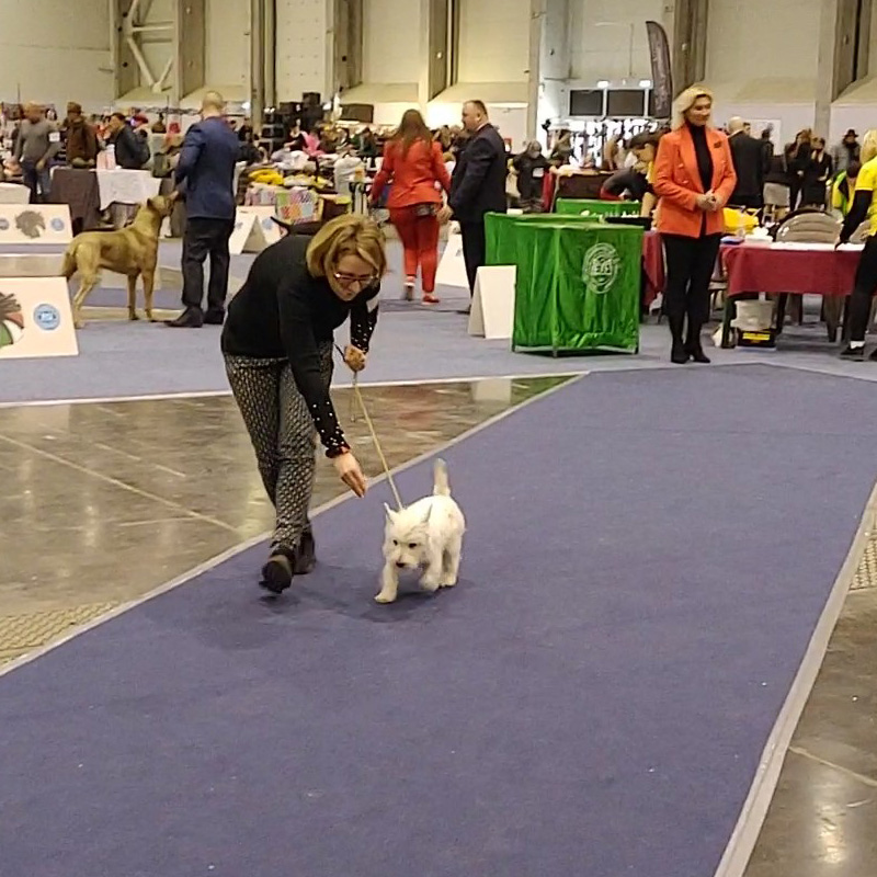 westie-kennel-best-minor-puppy-fehova-1
