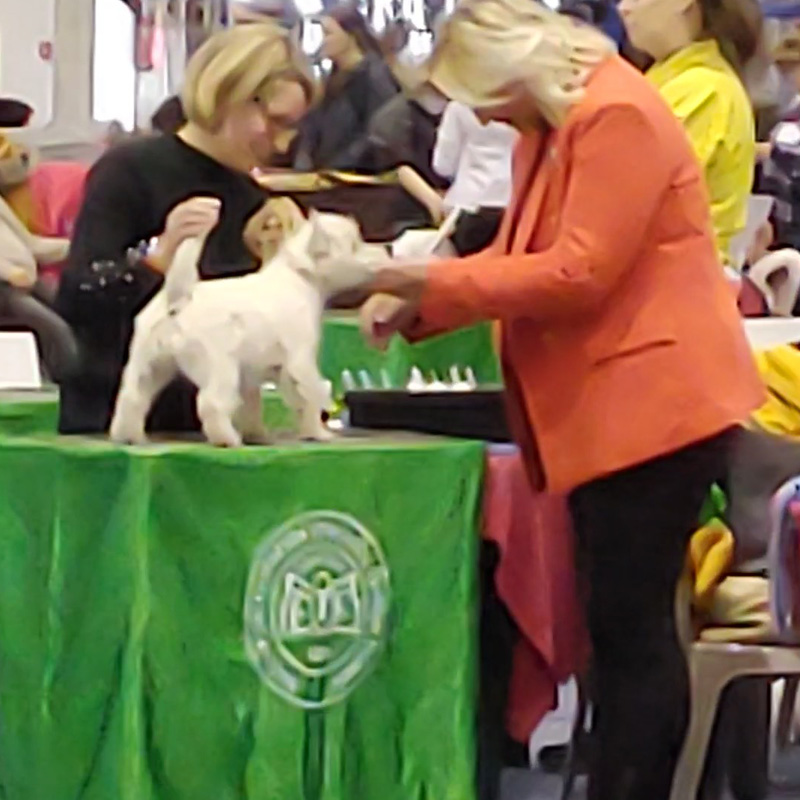 westie-kennel-best-minor-puppy-fehova-3