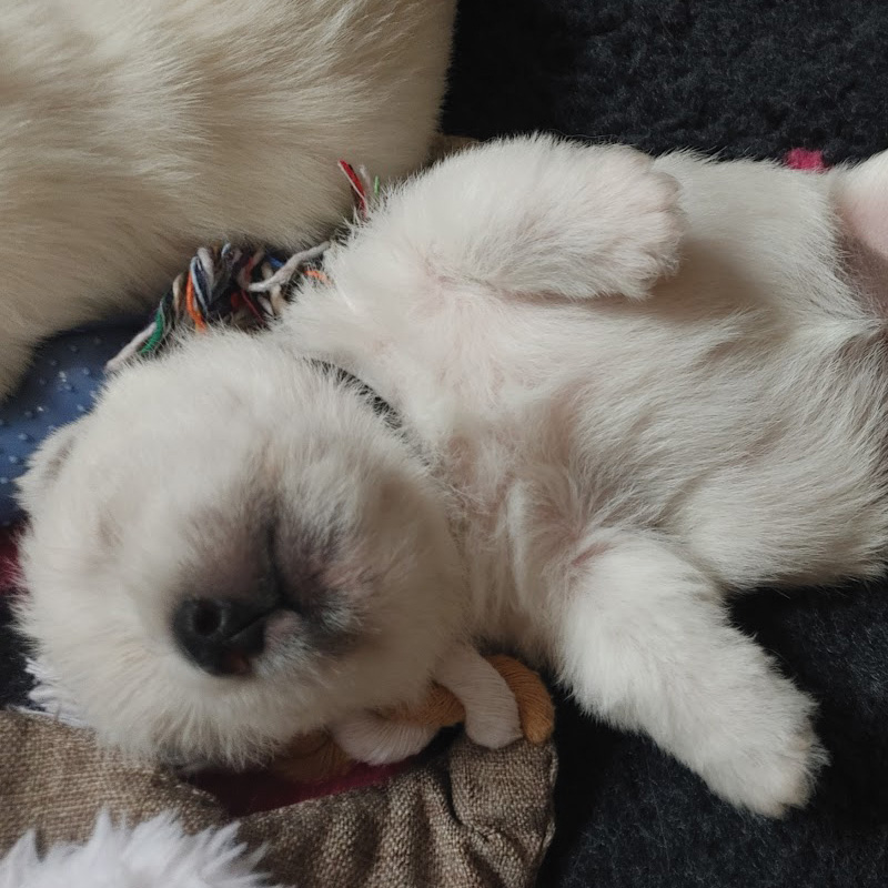 westie-kiskutyak-2025-1