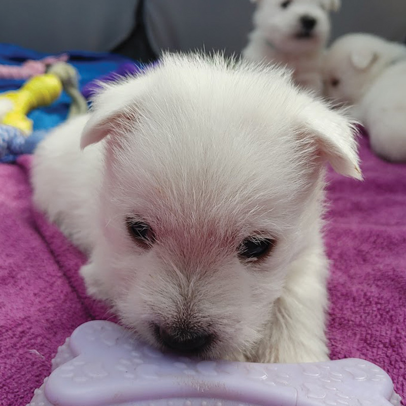 westie-kiskutyak-2025-2
