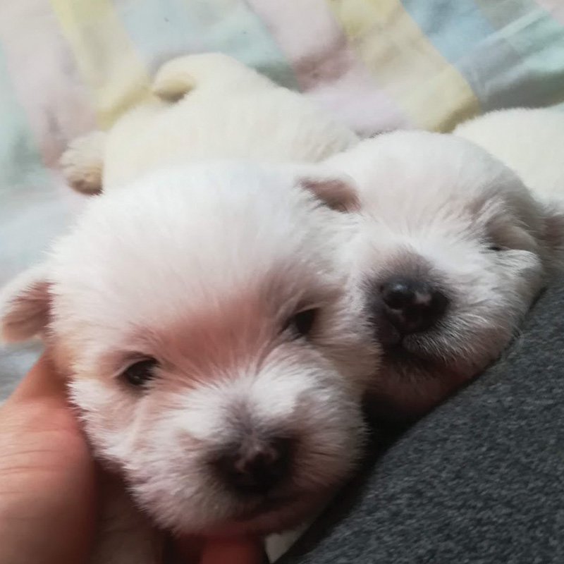 westie-kiskutyak-2025-4