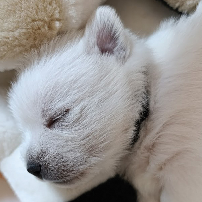 westie-kiskutyak-2025-5