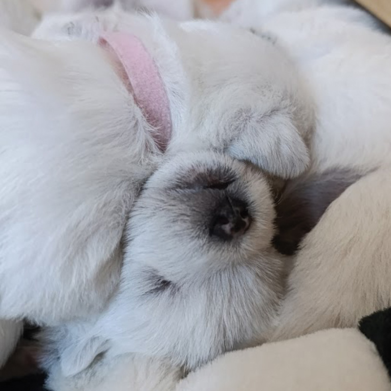 westie-kiskutyak-2025-6